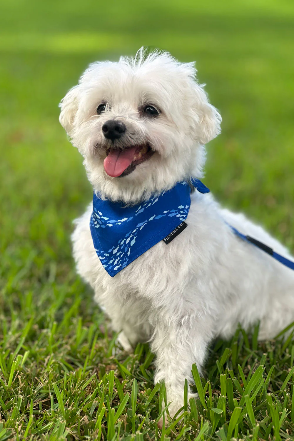 Pet Bandana - Cobalt Fish Wave - Image 3
