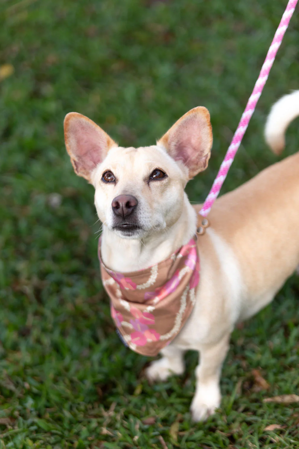 Pet Bandana - Mocha Woven Lei - Image 3