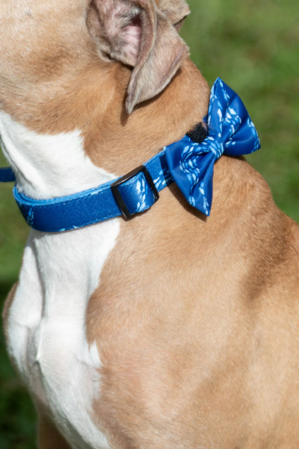 Pet Bow Tie - Cobalt Fish Wave - Image 4