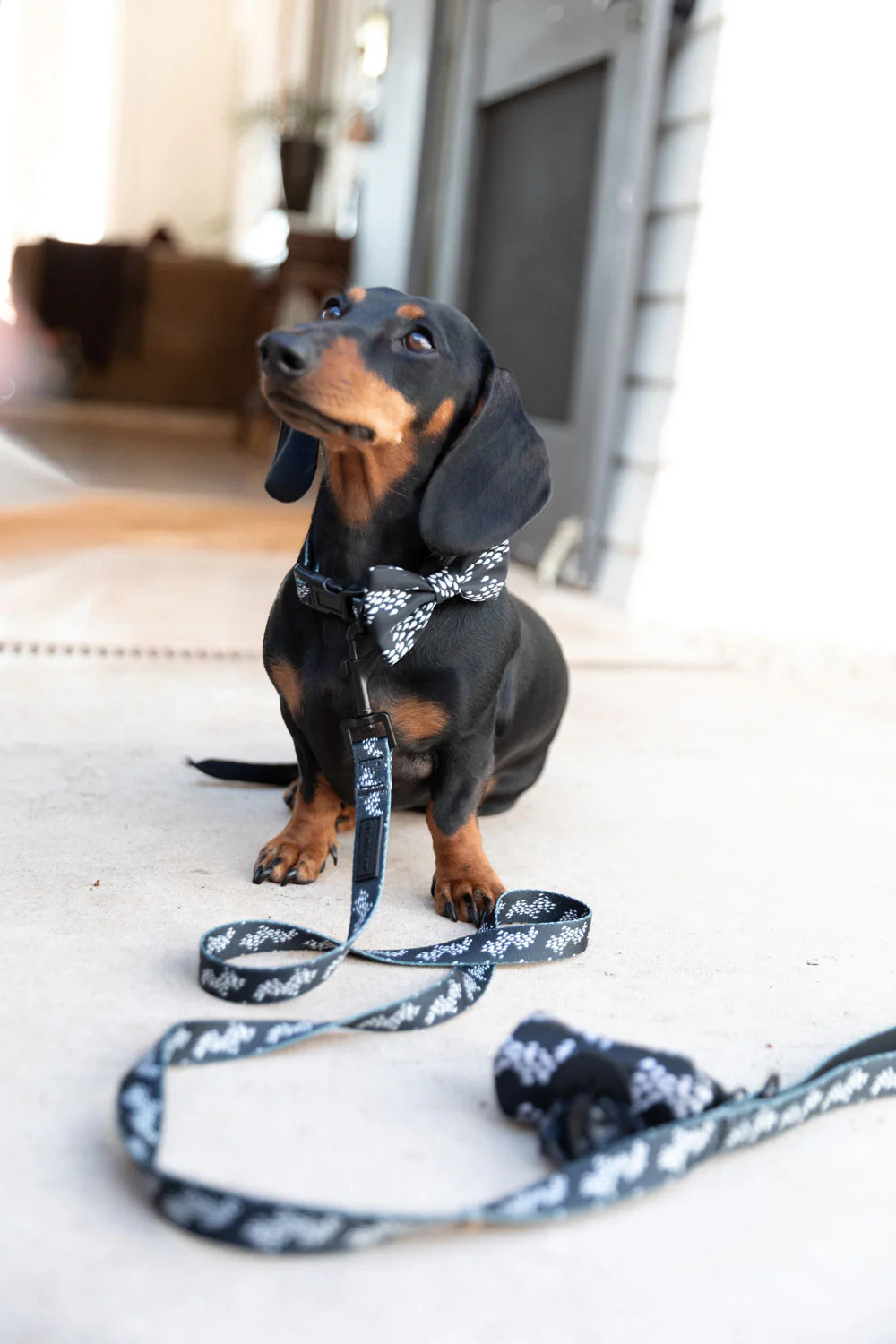 Pet Bow Tie - Black Fish - Image 4