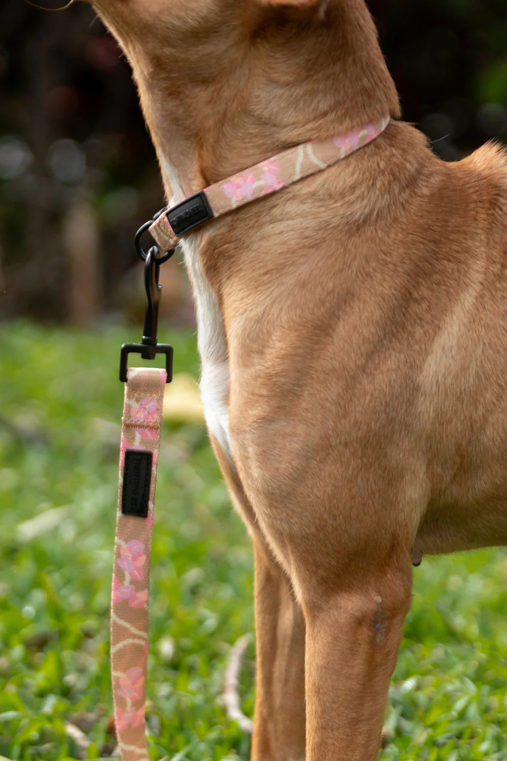 Pet Collar - Mocha Woven Lei - Image 3